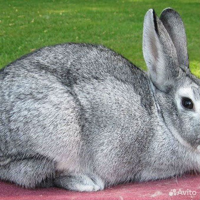 Серый кролик порода. Серый великан кролик. Серый великан порода кроликов. Крольчата серого великана. Кролик серый великан великан.
