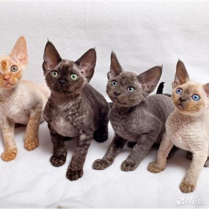 Антиаллергенные породы кошек с фотографиями и названиями Кошки и котята 