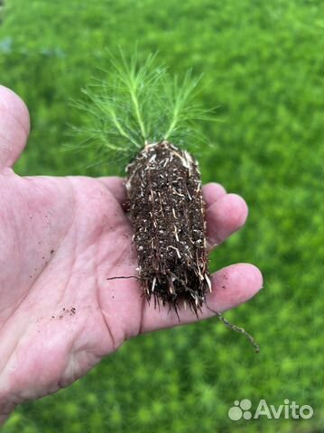 Сосна сеянцы с зкс и окс Ель Лиственница Кедр