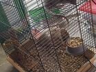 Крысы дамбо с клеткой объявление продам