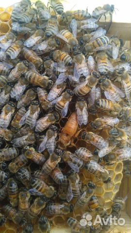 Кордован - Золотая пчела