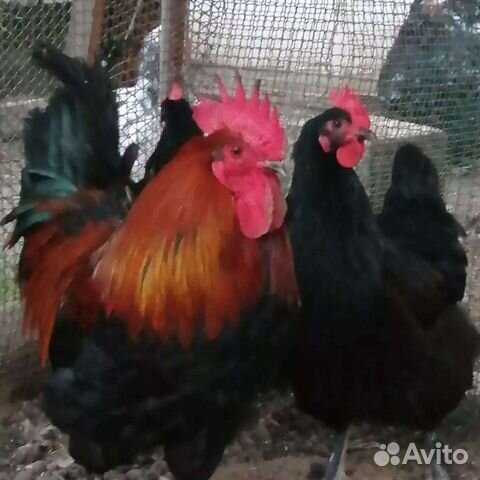 Маран черномедный инкубационное яйцо, цыплята