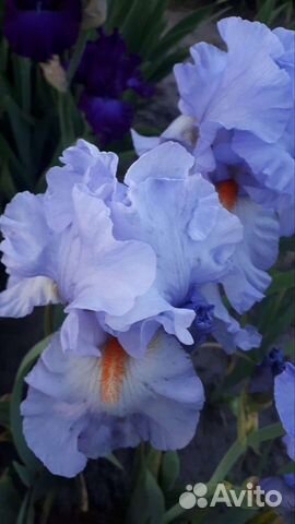 Ирисы сортовые