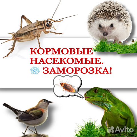 Кормовые насекомые (заморозка).Мыши.Насекомые