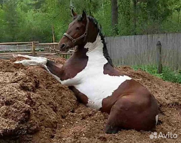 Конский навоз бесплатно