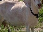 Нубийская коза окот в середине сентября объявление продам