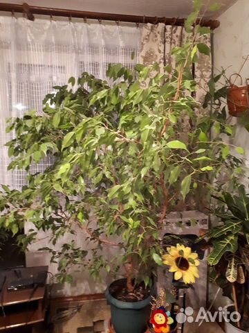 Фикус бенджамина