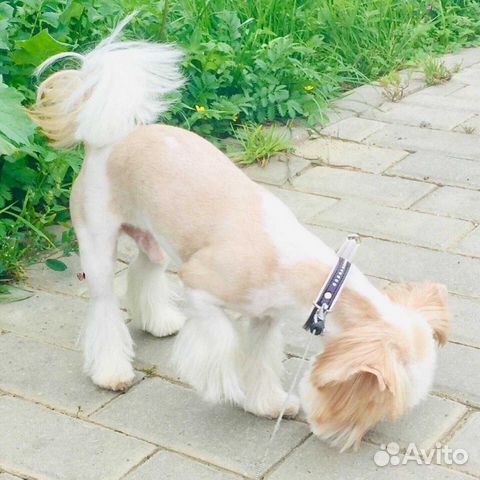 Вязка голддаст шокоберри сплитер блюмерль