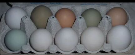 Яйцо из под курицы, гусей, уток