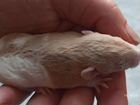 Крысята Дамбо Амбер - рыжие объявление продам