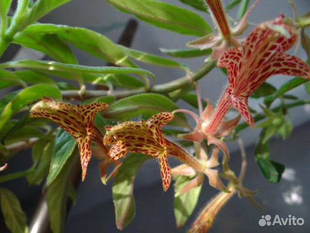 Эсхинантусы,лиана