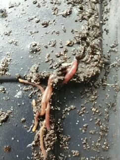 Черви старатель, домашние