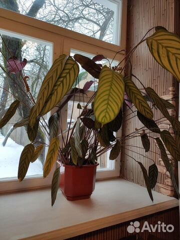 Ктенанте Оппенгейма