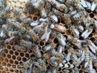 Пчелопакеты и пчеломатки Бакфаст Крым сезон 2022г объявление продам