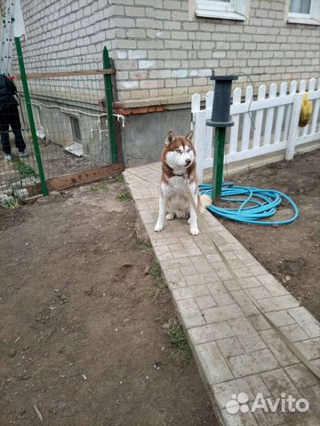 Сибирский хаски на вязку