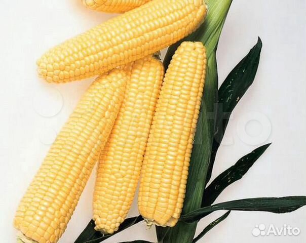 Семена Кукурузы 