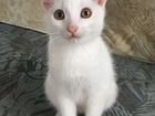 Котёнок Белая девочка 4 месяца