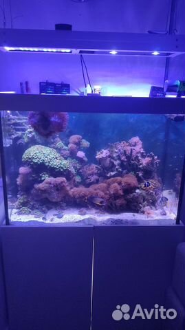 Аквариум морской 500л + самп