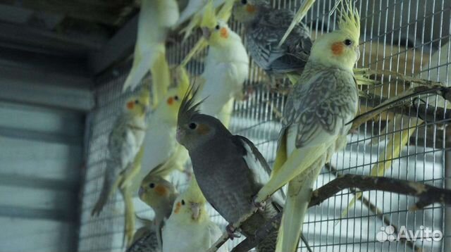 Попугай карелла оптом и в розницу