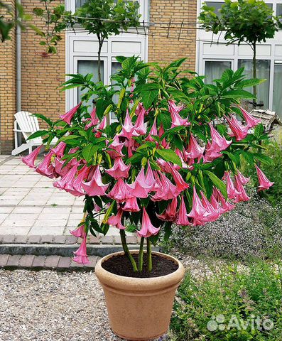 Бругмансия семена