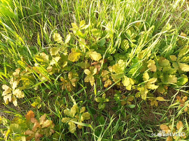 Саженцы дуба