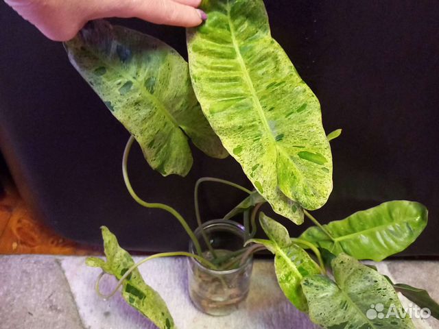 Домашние цветы 2