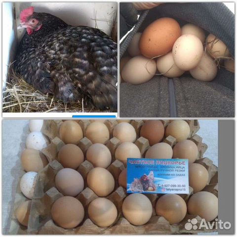 Домашние куриные яйца