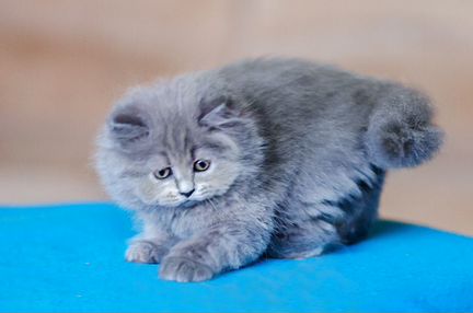 Британский Длинношерстный котенок Эдвард