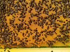 Пчелопакеты пчелосемьи объявление продам