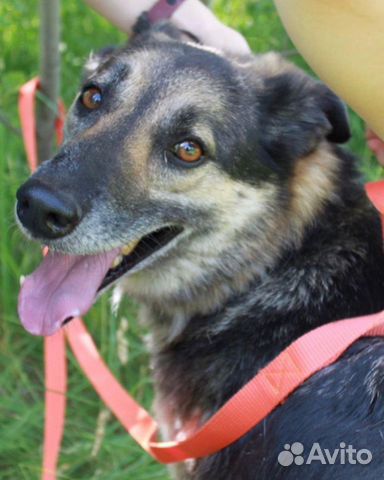 Метис лайки и хаски мальчик Поло в добрые руки