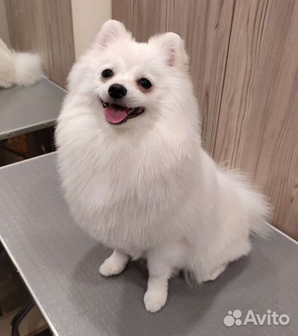 Стрижка кошек и собак. Груминг