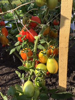 Семена очень редких урожайных томатов России и США