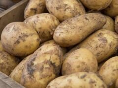 Продам картофель оптом
