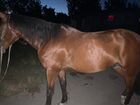 Лошадь,Жеребец Карачаевской породы