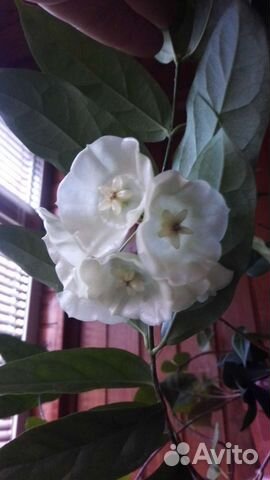 Растения для дома