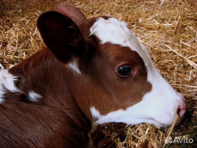 Бычки на откорм купить в Ишиме | Животные и зоотовары | Авито