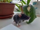 Крыса дамбо с клеткой объявление продам