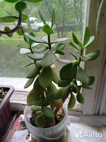 Денежное дерево