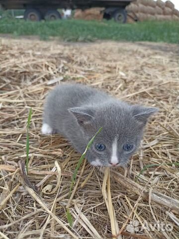 Голубой котеночек