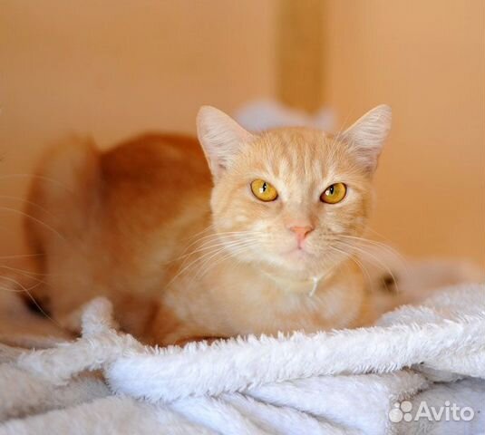 Кошка в добрые руки