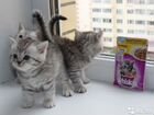 Британские котята короткошерстные (плюшевые мишки) объявление продам