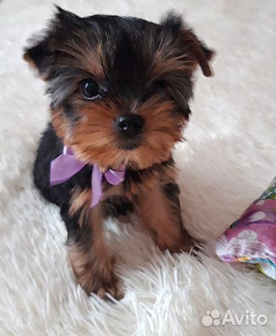 Йоркширский терьер кукольные мордашки