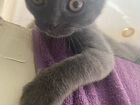 Британские котята серые бесплатно объявление продам