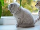 Британские котята короткошерстные объявление продам