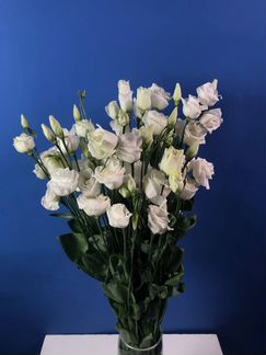 Эустома опт