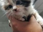 Котята в добрые руки от домашней кошки объявление продам