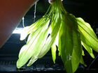 Эхинодорус. Аквариумное растение