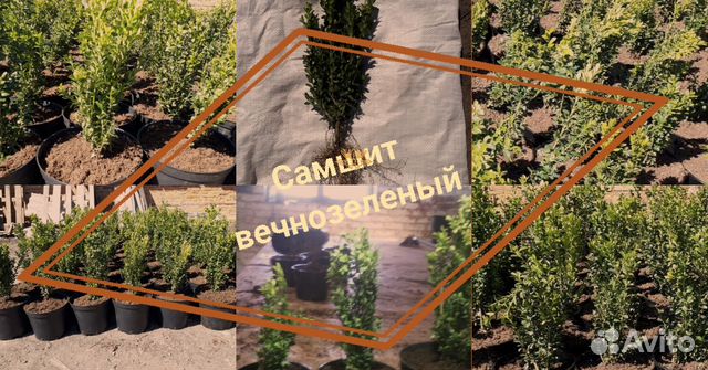 Самшит вечнозелёный