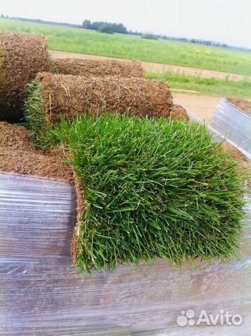 Рулонный газон, уход за газоном