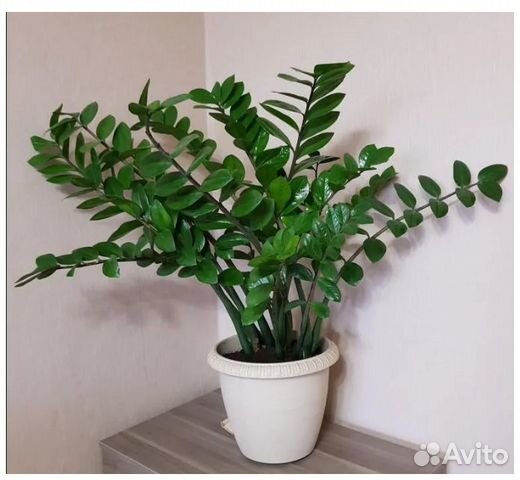 Замиокулькас замиелистный и Педилантус шпорцевый